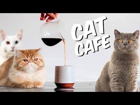 Cat Cafe in China - Many Cats in a Coffe Shop - Ronaldo the Cat