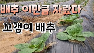배추 이만큼 자랐어요  꼬갱이 배추 만들기 ,쌈배추