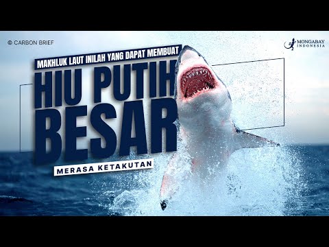 Ternyata Ada Makhluk Laut yang Membuat Hiu Putih Besar Ketakutan