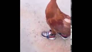 Crazy Chicken wearing sneakers