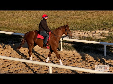 Beholder's Curlin Colt Learns the Ropes of the Racetrack