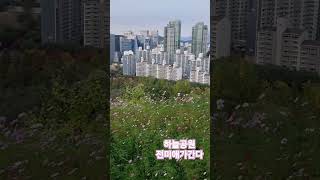 하늘공원 코스모스 상암동전망 미애언니 전미애가간다