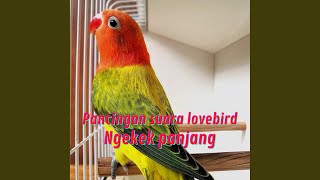 Download lagu Pancingan Suara Lovebird Ngekek Panjang (Live) mp3