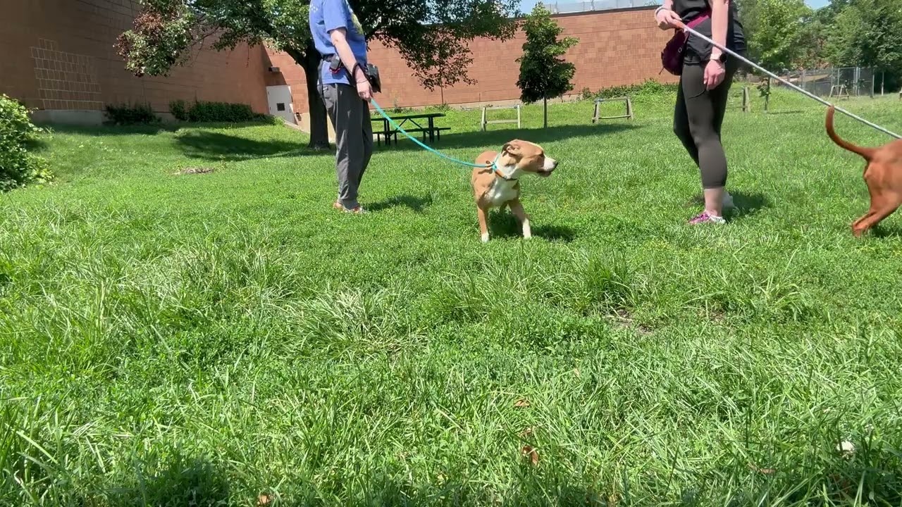 A314246's Leash Test 2