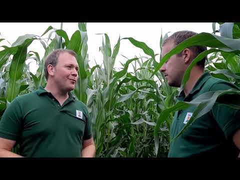 KWS Mais-Blog 2019 - Teil 10 (Körnermaisversuch)