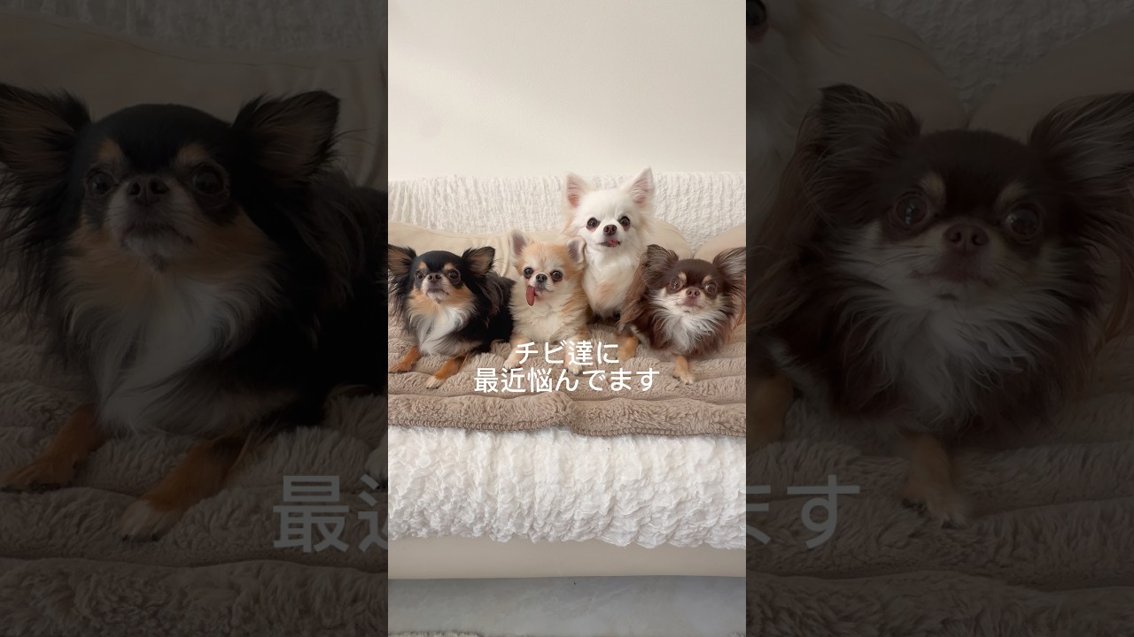 チビ達の食事の悩み…同じ方いますか？#shorts