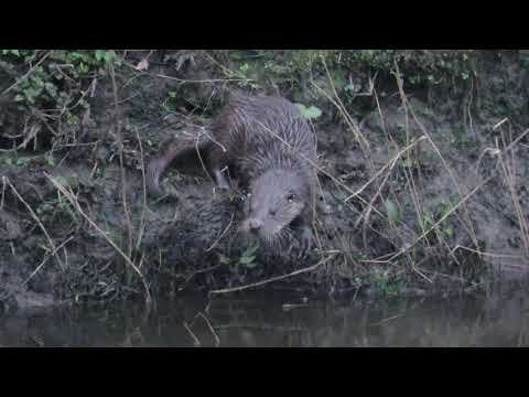 2021 0317 Otters Durham City