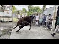 Bakrid 2022 Bull Rangers Team