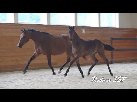 Radnor ISF - 2021 KWPN-NA colt by Ibiza - For Sale!
