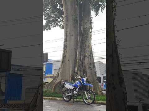 Chichá gigante do bairro do Tremembé na Zona Norte de São Paulo #yamaha @yamahajp 🏍️🌳🇧🇷