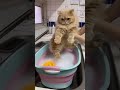 HARUSNYA DIA NGEREOG SIIIH Shorts Kucing