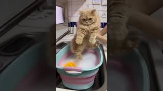 Download lagu HARUSNYA DIA NGEREOG SIIIH 😂😂😂 #shorts #kucing mp3 Download lagu HARUSNYA DIA NGEREOG SIIIH 😂😂😂 #shorts #kucing mp3