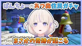 【あつまれどうぶつの森】住民ガチャで運命の出会い・再会を果たすばんちょー【ホロライブ切り抜き/轟はじめ/ReGLOSS】