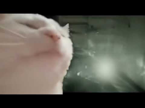 Cat vibing to amon amarth #vibingcat #amonamarth #metal #memes #shorts