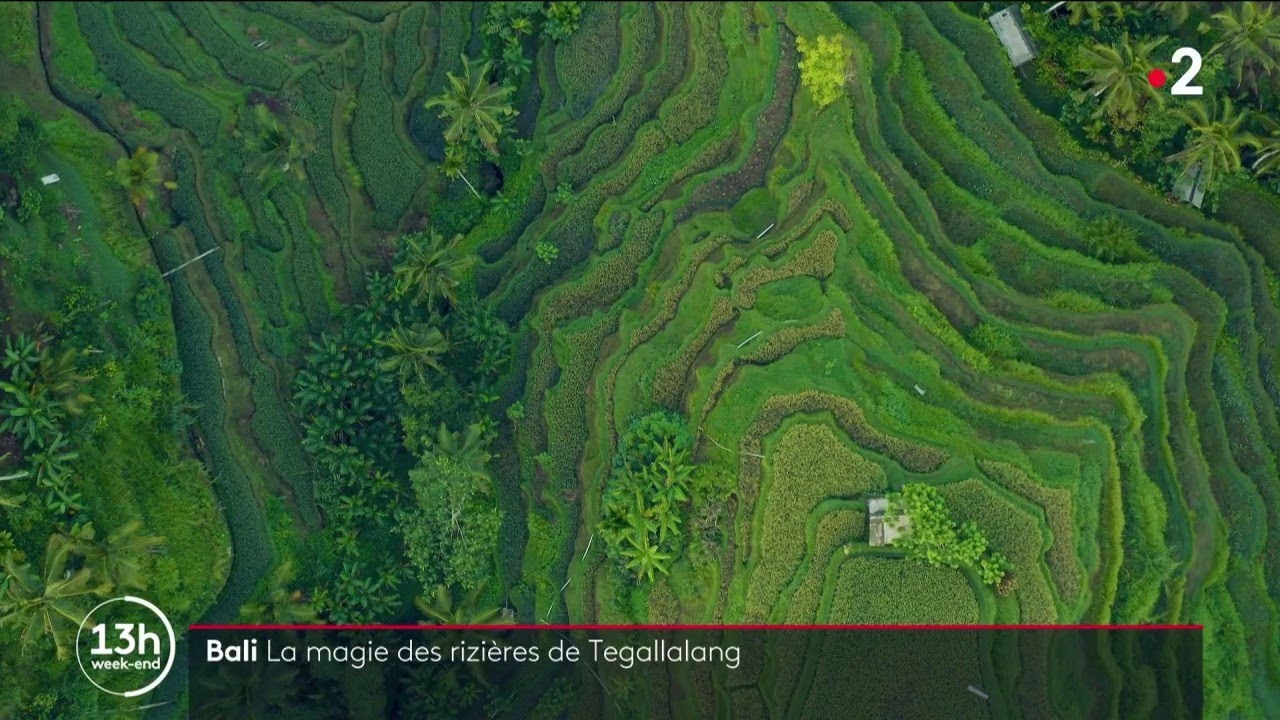 Bali : la magie des rizières de Tegallalang