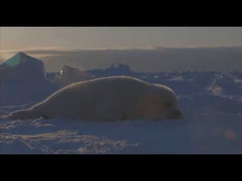 Harp Seals - NBP Windland Smith Rice