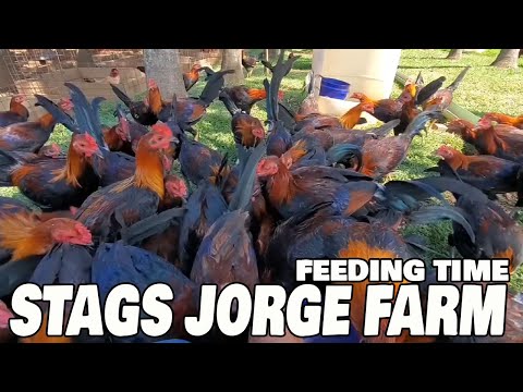 Beautiful View STAG FEEDING TIME Jorge Farm Hawaii | Farm Visit
