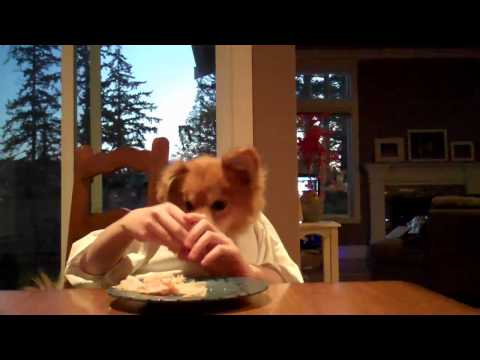 Max the Dog Eating with his Hands!