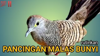 Download lagu the sound of a turtle dove to lure lust,suara perkutut pancingan birahi. mp3