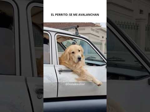 El perrito más lindo 😍