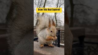 How to Draw a Realistic Squirrel: Inspiration from Real-Life Squirrels