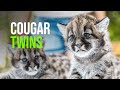 Cougar Twins Get Shots And A Clean Bill Of Health