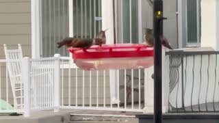 5 hummingbirds before nightfall