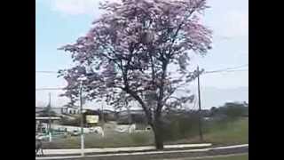 Arvores Com Flores Limeira SP Brasil 2