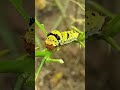 lime caterpillar Ate away all the lemon leaves🐛😋#explore #nature #in #city