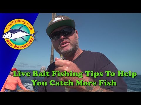 Catch More Tuna With The Right Live Bait | SPORT FISHING