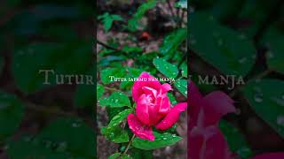 Download lagu yg belum dapet bunga yang sabar y #like #shorts #storywa #likeforlikes #liriklagu #bungaku #astetik mp3 Download lagu yg belum dapet bunga yang sabar y #like #shorts #storywa #likeforlikes #liriklagu #bungaku #astetik mp3