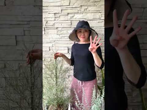 開花を促進するために2月に剪定する6つの低木  庭園