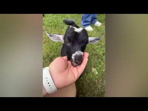 Mother speaks out after family exposed to rabid goats at petting zoo party
