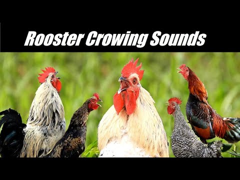 20 different Roosters crowing sounds in the morning | Natural voice of rooster song