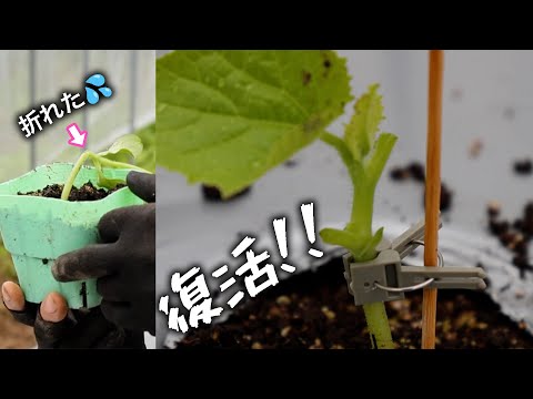 折れた木の枝を修復するにはどうすればよいですか?シンプルな解決策があります。  庭園