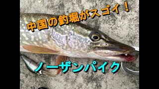 中国の釣堀がスゴイ！ノーザンパイクが釣れる池