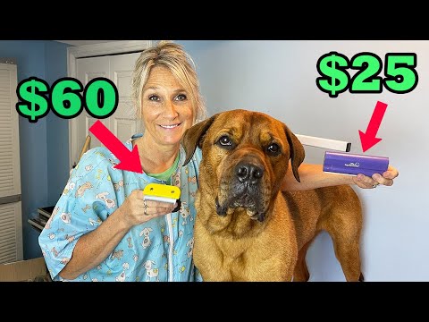 YouTube video about: How to deshed a short haired dog?