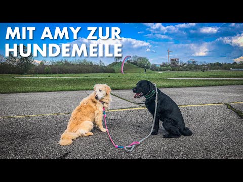 Cedric der Labrador - 107 | Mit Amy zur Hundemeile
