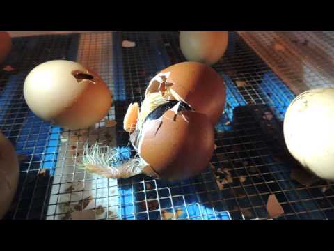 Küken schlüpft aus dem Ei