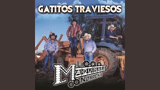 Gatitos Traviesos