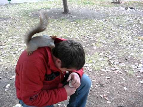 Una ardilla en el parque