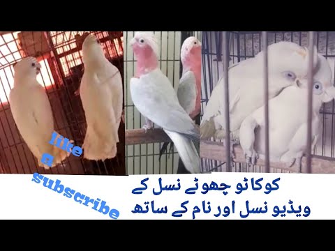Small Cockatoos types || 3 types of  beautiful cockatoo for breeding  with names