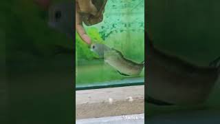 Download lagu tutorial ikan mangap mangap versi limbata mp3