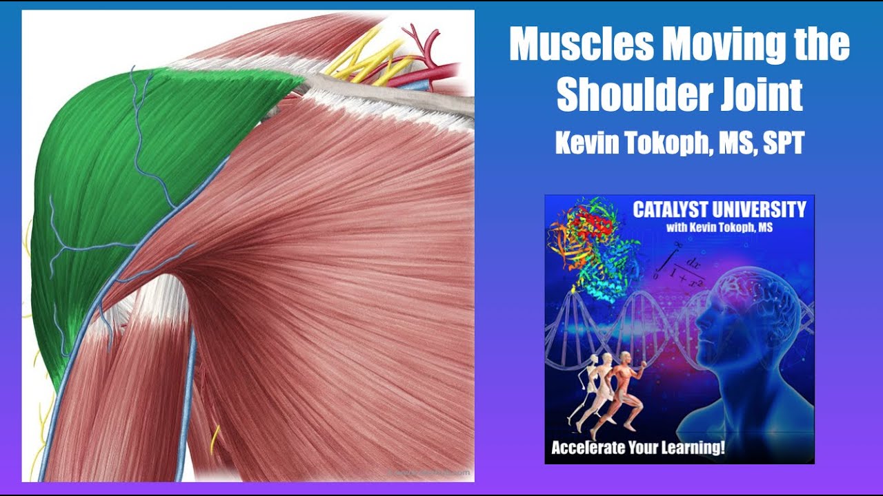 Muscles that Move the Glenohumeral Joint | Origin, Insertion, Action, & More