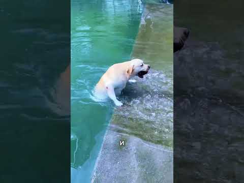 Собака каждый день ныряет за камнем для своего хозяина! 🐶🌊❤️