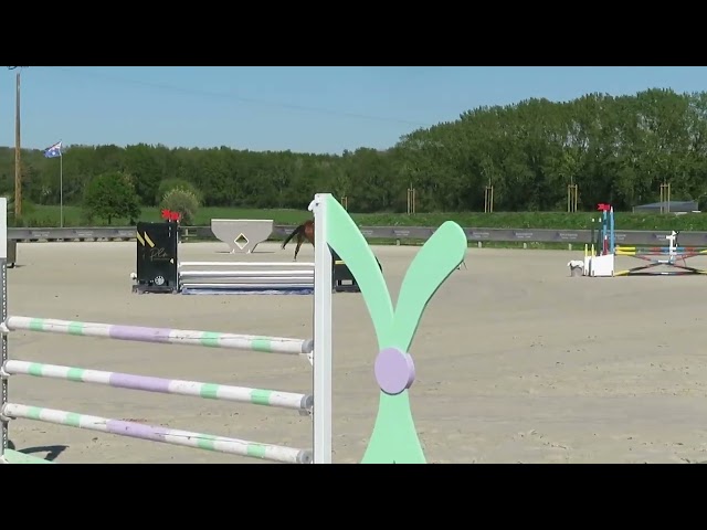 hongre selle fran&ccedil;ais 5 ans 1.73m