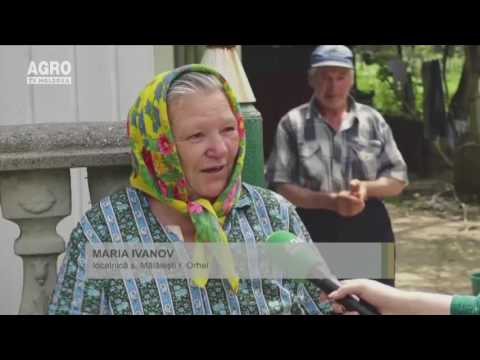 Tradiții de Rusalii la Mălăiești, Orhei