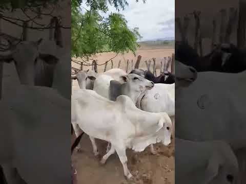 10 Bois na balança a 22 reais em Mogeiro/ Paraíba. Whatsapp 84 99810 2784* #gado