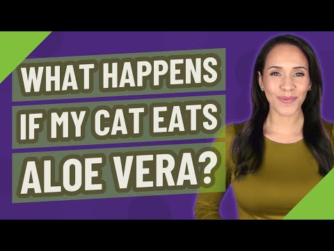 YouTube video about: Are aloe vera wipes safe for cats?