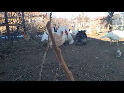 Curcile mele + curcanul calcă curca🦃